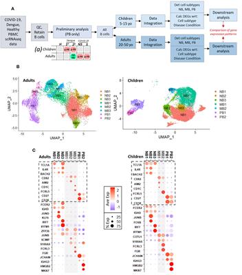 The Janus face of proliferating plasmablasts in dengue and COVID-19 infections